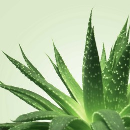 Mixgliss Gel de massage - NU Aloe Vera - 250 ml  - Mixgliss - Pour les massages