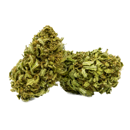 Fleur CBD Moby Dick - Puissante Sativa aux saveurs citronnées