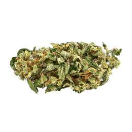 Fleurs CBD Amnesia - Culture biologique greenhouse, arôme citronné