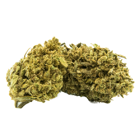 Fleurs CBD Harley Quinn - Culture locale Greenhouse Fleurs CBD Harley Quinn - Culture locale Greenhouse