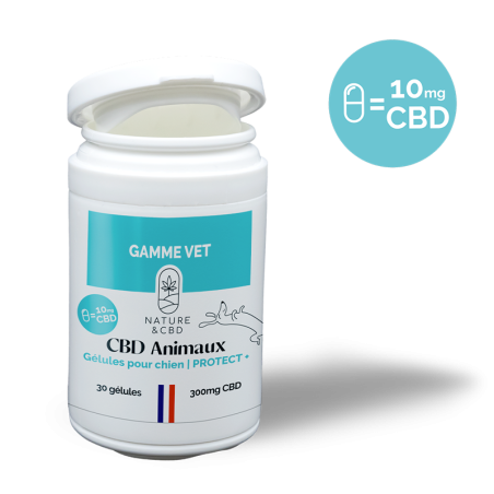 Gélules CBD Chien Protect+ - 10mg pour immunité et bien-être Gélules CBD Chien Protect+ - 10mg pour immunité et bien-être